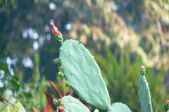 Opuntia cochenillifera